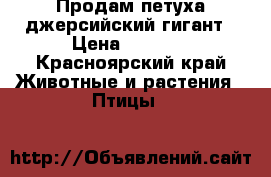 Продам петуха джерсийский гигант › Цена ­ 2 000 - Красноярский край Животные и растения » Птицы   